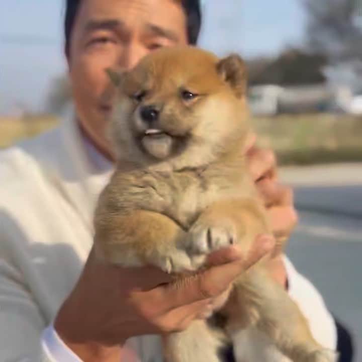 ダニエル・ヘニーのインスタグラム：「My co-star today:)). 오늘 함께한 연기 파트너:)). #shiba #korea #dontbuyadopt」