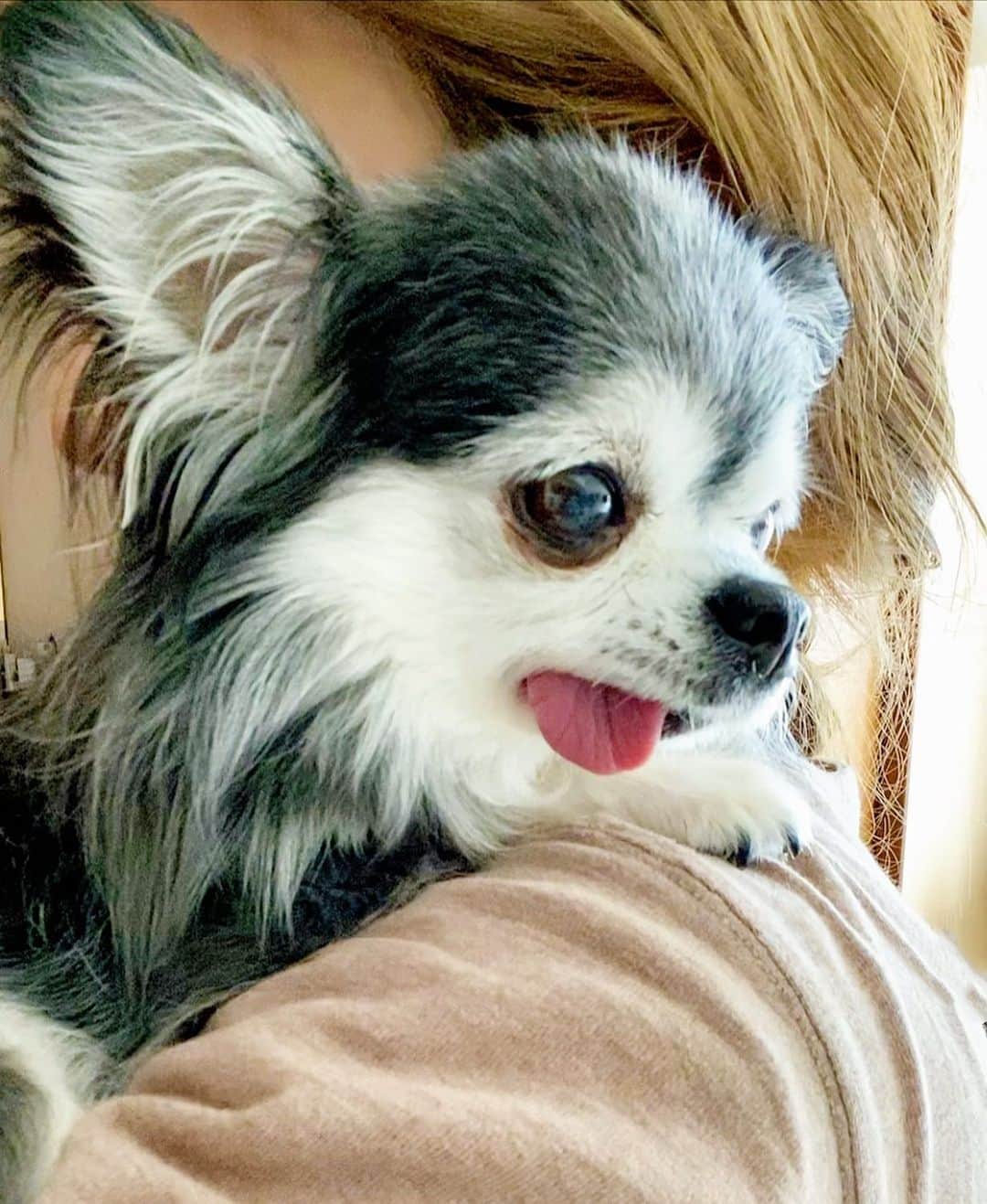 風花舞さんのインスタグラム写真 - (風花舞Instagram)「º°˚˚°º Ĥάνέ ªŊĭŒ Ðάγ º°˚˚°º  #ちわわ#チワワ#ちわわ大好き#ちわわ親バカ部#チワワ部#チワワ大好き#かわいい#癒し#家族#仲良し#幸せ#動物#チワスタグラム#animal#dog#family#chihuahua#chihuahuas#chihuahualove#chihuahualife#cute#sweet#happy#treasure#love」4月19日 9時06分 - kazahanamai_official