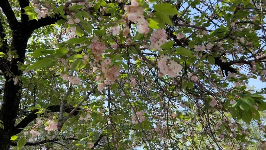 のインスタグラム：「桜が綺麗。 ( ^ω^ ) 春の雰囲気最高ですね！  #桜　#桜の歌が流れる頃に」