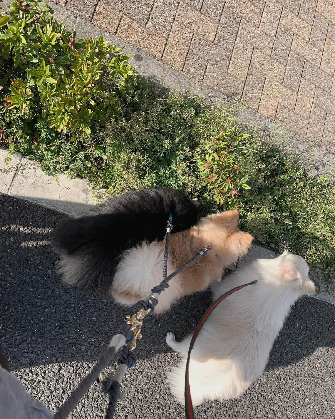 華妃まいあのインスタグラム：「お散歩DAY🐩🌼 東京タワーの近くをお散歩したよ！ 3匹はまだ歩けるみたいだけど私はヘトヘトなのです🤣 #ポメラニアン#ポメず #多頭飼い #多頭飼い散歩 #東京タワー」