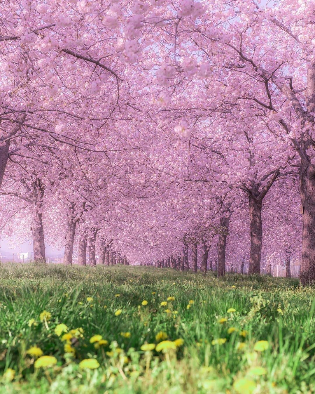 旅行メディア・じゃらん〈公式〉さんのインスタグラム写真 - (旅行メディア・じゃらん〈公式〉Instagram)「#千曲川堤防桜堤 小布施橋近くの千曲川堤防上の「桜堤」といわれる場所には、 全長4キロにわたり600本の八重桜「一葉」が植えられています。 この品種の八重桜は遅咲きで、毎年ゴールデンウィーク頃に見頃を迎えます。 . . ━━━━━━━━━━━━━━━ 📍 長野県「千曲川堤防桜堤」 📷 @sanga3 📅 2018.4.21 ━━━━━━━━━━━━━━━ . . 素敵なお写真をありがとうございました┈✈︎ . . ☑ 新型コロナウイルス感染症拡大防止の観点から、各自治体により自粛要請等が行われている可能性があります。ご利用の際には、あらかじめ最新の情報をご確認ください。また、感染拡大の防止に充分ご配慮いただくようお願いいたします。 ☑ #jalan_travel をつけて、ぜひ今までの旅行先の思い出写真を投稿してください。このアカウントでご紹介させていただきます。(じゃらんニュースでも紹介される可能性があります） . . . . . . #いつか行きたい #じゃらん #観光 #観光地 #観光スポット #旅行 #旅行好きな人と繋がりたい #旅行好き #japantravelphoto #japantrip #japantravel #国内旅行 #絶景 #絶景スポット #誰かに見せたい景色 #誰かに見せたい風景 #長野 #長野観光 #長野旅行 #桜 #sakura」4月19日 17時00分 - jalan_net