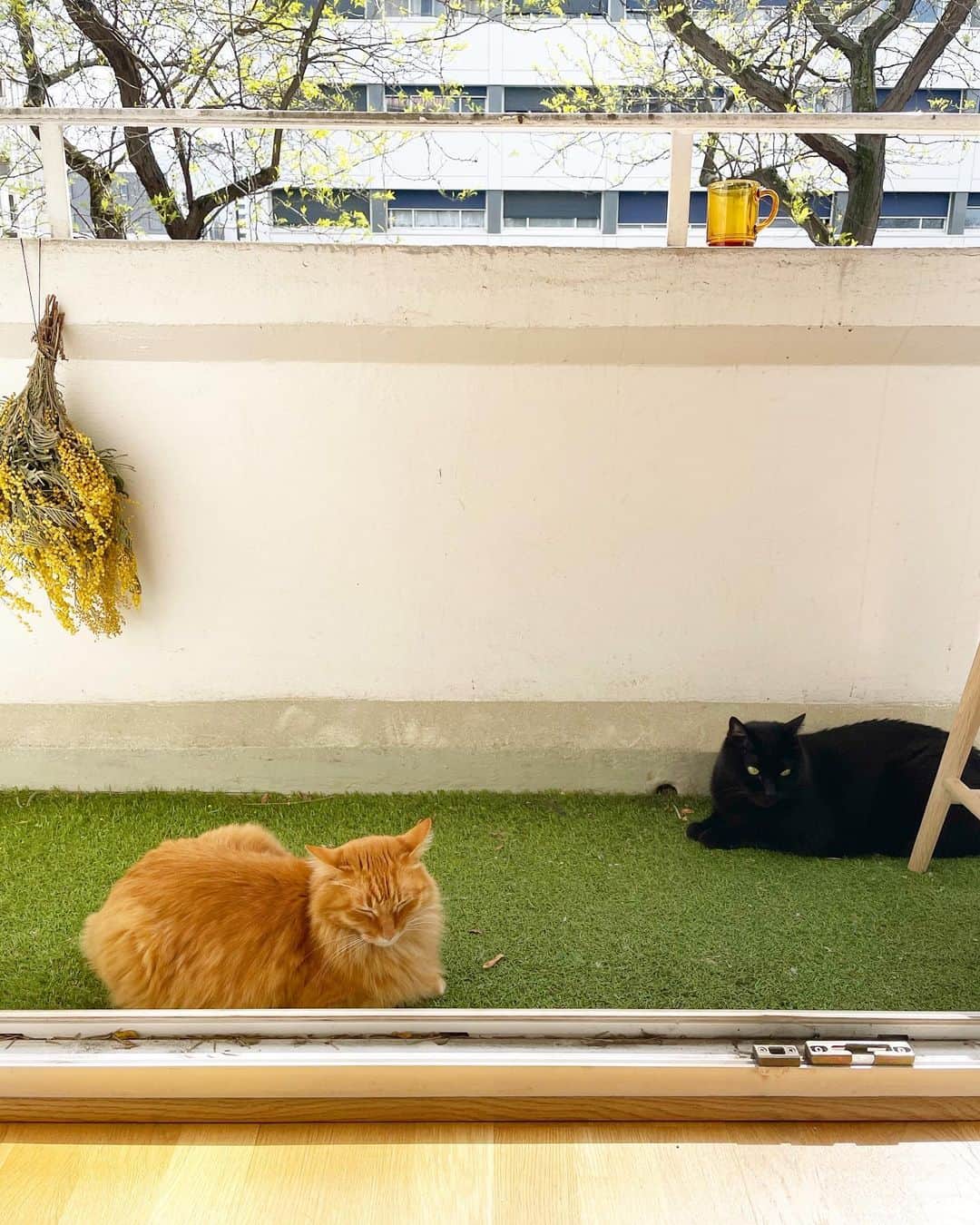のインスタグラム：「🐈　店長、そろそろ喫茶 たそがれをオープンしてって声が高まってるみたいですけど……。  🐈‍⬛　そうね〜……ほら、まだゆぴ吉くんもパティスリーのスタジェール（見習い）とここの掛け持ちも、なかなか大変でしょう？  🐈　うーん……あとちょっとかなぁ。お菓子のレシピも増やしたいですしね。  🐈‍⬛　コーヒーの卸元も決まりましたし、ま、パリの猫っぽく、もうしばらくのんびりしていてもみなさん待ってくださるんじゃないかしら。  🐈　そうですね……ではお言葉に甘えて、ごろ〜ん♪  #喫茶たそがれ　#黒猫店長🐈‍⬛ #バイトのゆぴ吉🐈  #喫茶たそがれパリ本店  #猫パリ　#猫沢エミのインターナショナル五十路ライフシフト  #猫沢エミリーパリへ行く  #ピガ兄　#ユピ坊　#猫沢家の猫兄弟」