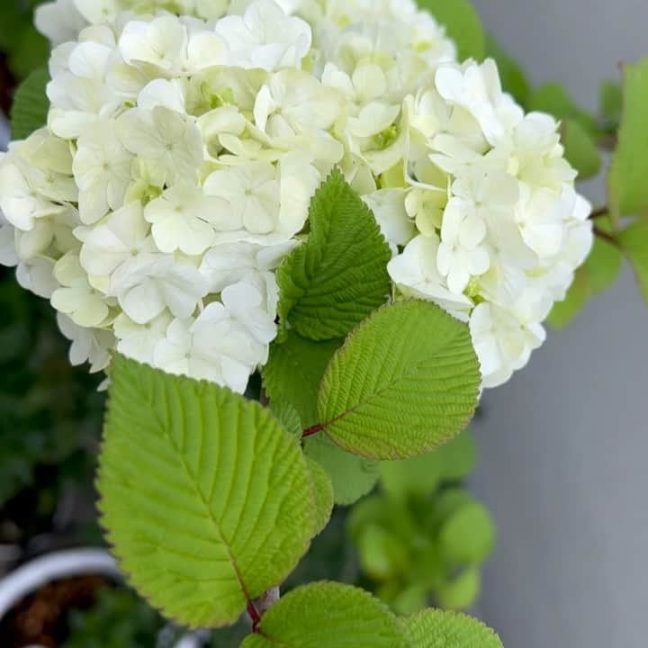 吉田玲奈のインスタグラム：「✲✱✲ 今日の大手毬（オオデマリ） 花が大きく咲いて白に変わってきました🌼3日前と全然違う〜！嬉しい♡  #ベランダガーデニング  #大手毬 #オオデマリ #鞠のような花  #鉢植え #4月20日 #reinagarden🌸」