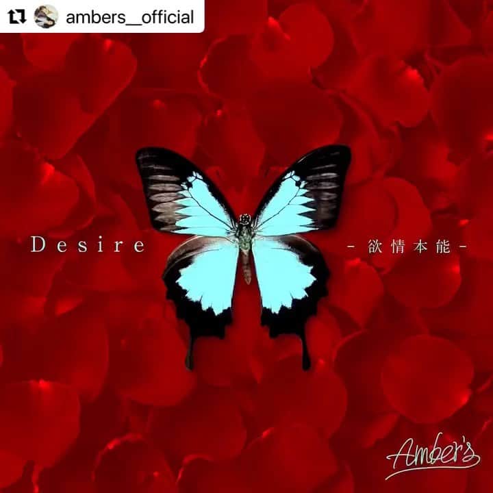 小名川高弘のインスタグラム：「Amber's「Desire -欲情本能-」配信スタートしました✨ 今回もアレンジプロデュースさせていただいてます。ドラマタイアップ付き！ とても爽快な曲が出来上がりました♫ 昨年末から一緒にスタジオ入ってたくさん曲を作ってます。 今年はリリースが増えていく予感です！  #音楽プロデュース #ambers #desire #明日カノ #配信リリース   #Repost @ambers__official with @make_repost ・・・ 【🌹新曲配信スタート🌹】 改めまして、 新曲「Desire -欲情本能-」が本日より配信が開始されました🎉  そして、オープニング主題歌を担当する ドラマ『明日、私は誰かのカノジョ』 @dramaism_mbs  第2話のご視聴ありがとうございました！  迷い足掻きながらも今を熱く生きるあなたと照らし合わせてドラマとオープニング主題歌「Desire -欲情本能-」を楽しんで下さい🦋  #明日カノ」