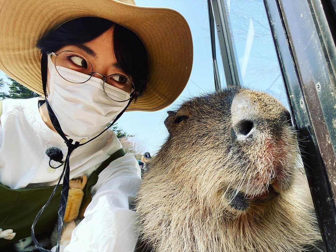 篠原かをりのインスタグラム：「4月から土曜日19時〜日本テレビ「嗚呼!!みんなの動物園」出演しています！ 今週も見てね！  #動物 #日本テレビ #嗚呼みんなの動物園  #日テレ #カピバラ」