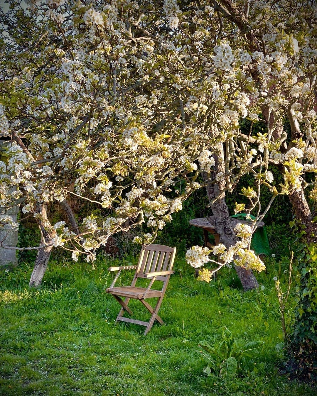 リアム・カニンガムさんのインスタグラム写真 - (リアム・カニンガムInstagram)「Beautiful blossom!」4月20日 15時54分 - liamcunningham1