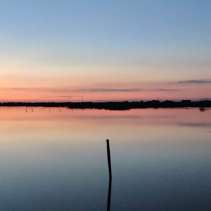 ラボッテガーディアンのインスタグラム：「Et le ragondin passa dans la douceur du soir 🦦🦩  #occitània #france #visitfrance #camargue #occitanietourisme #gard #flamantrose #ragondin #wildlife #sunsetlovers」