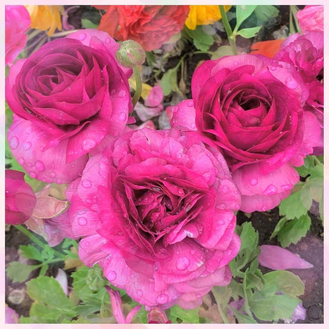 新谷良子さんのインスタグラム写真 - (新谷良子Instagram)「. 雨上がりの隠れミッキー💖. . . #隠れミキ #写真に撮ったら #堂々ミキ」4月20日 16時48分 - pinkbambi_ryoko