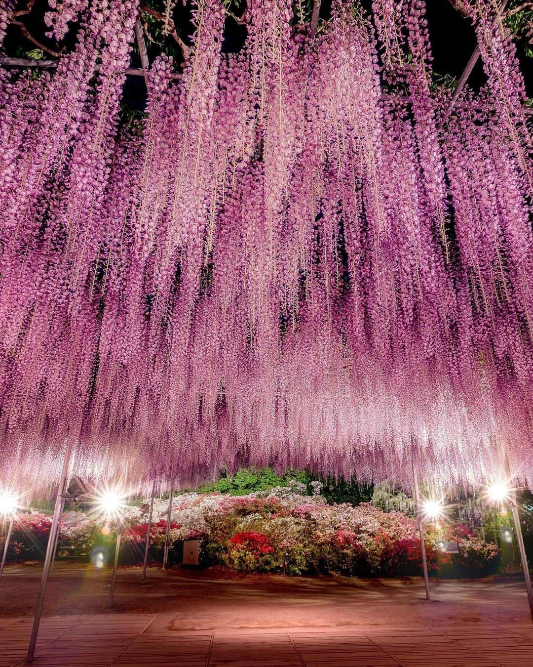 旅行メディア・じゃらん〈公式〉さんのインスタグラム写真 - (旅行メディア・じゃらん〈公式〉Instagram)「#あしかがフラワーパーク 100,000㎡ の敷地面積を誇る花のテーマパーク。 ４月中旬～５月に咲く大藤や白藤のトンネルは栃木県天然記念物に指定されています。 . . ━━━━━━━━━━━━━━━ 📍 栃木県「あしかがフラワーパーク」 📷 @hiroya.kobayashi_official 📅 2021.04 ━━━━━━━━━━━━━━━ . . #jalan_travel　をつけていただいた中からpick upしました 素敵なお写真をありがとうございました┈✈︎ . . ☑ 新型コロナウイルス感染症拡大防止の観点から、各自治体により自粛要請等が行われている可能性があります。ご利用の際には、あらかじめ最新の情報をご確認ください。また、感染拡大の防止に充分ご配慮いただくようお願いいたします。 ☑ #jalan_travel をつけて、ぜひ今までの旅行先の思い出写真を投稿してください。このアカウントでご紹介させていただきます。(じゃらんニュースでも紹介される可能性があります） . . . . . . #いつか行きたい #じゃらん #観光 #観光地 #観光スポット #旅行 #旅行好きな人と繋がりたい #旅行好き #japantravelphoto #japantrip #japantravel #国内旅行 #絶景 #絶景スポット #誰かに見せたい景色 #誰かに見せたい風景 #栃木 #栃木観光 #栃木旅行 #藤」4月20日 17時00分 - jalan_net