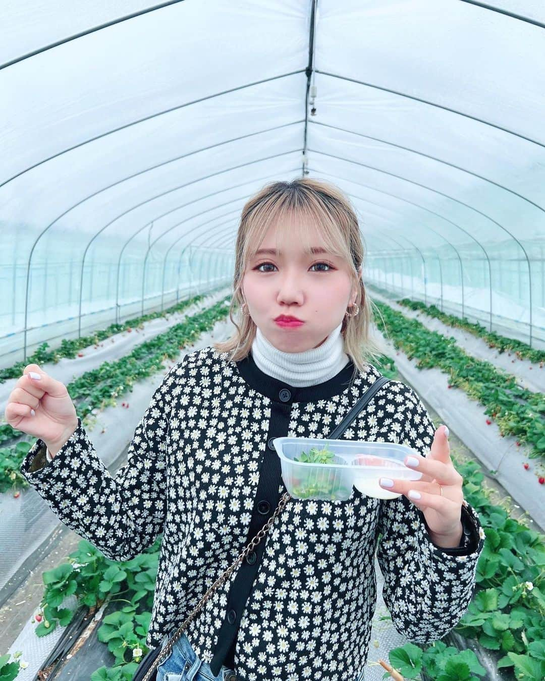 DJ CHI☆MEROのインスタグラム：「🍓 . .  初狩り🪄 いつだか50個食べたのに 今回はﾗﾌﾞﾘに負けた🦦 次は桃がいい🍑  #右手はグーで  #いちご  #いちご狩り #茨城県」