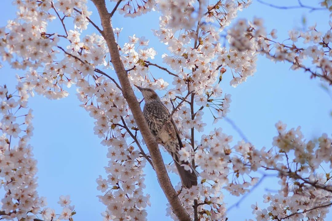 木村真人のインスタグラム：「ヒヨドリと桜 #桜 #ヒヨドリ  #ファインダーごしの私の世界  #canon #eos30d #ef200mmf28l」