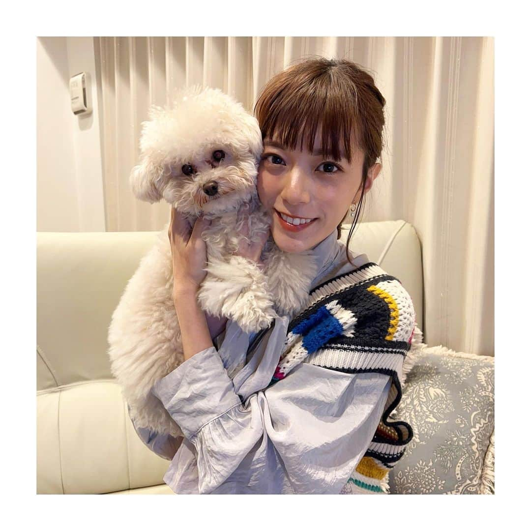 三谷紬さんのインスタグラム写真 - (三谷紬Instagram)「* 久しぶりの足袋さん🐩❤︎ もうすぐ2歳半になります💓💓 一人っ子を爆走している足袋さん。 最近甘えん坊に拍車がかかっています😂 たまらなく可愛いです💕（親バカ） * #飼い犬#犬#いぬ#いぬすたぐらむ#dog#dogstagram#dogsofinstagram#もふもふ部#もふもふ#teacuppoodle#poodle#親バカ#親バカ部#プードル#ティーカッププードル#ふわもこ部#甘えん坊#クリーム#cream#一人っ子#甘えん坊#テレビ朝日#アナウンサー#三谷紬」4月20日 19時53分 - mitani_tsumugi