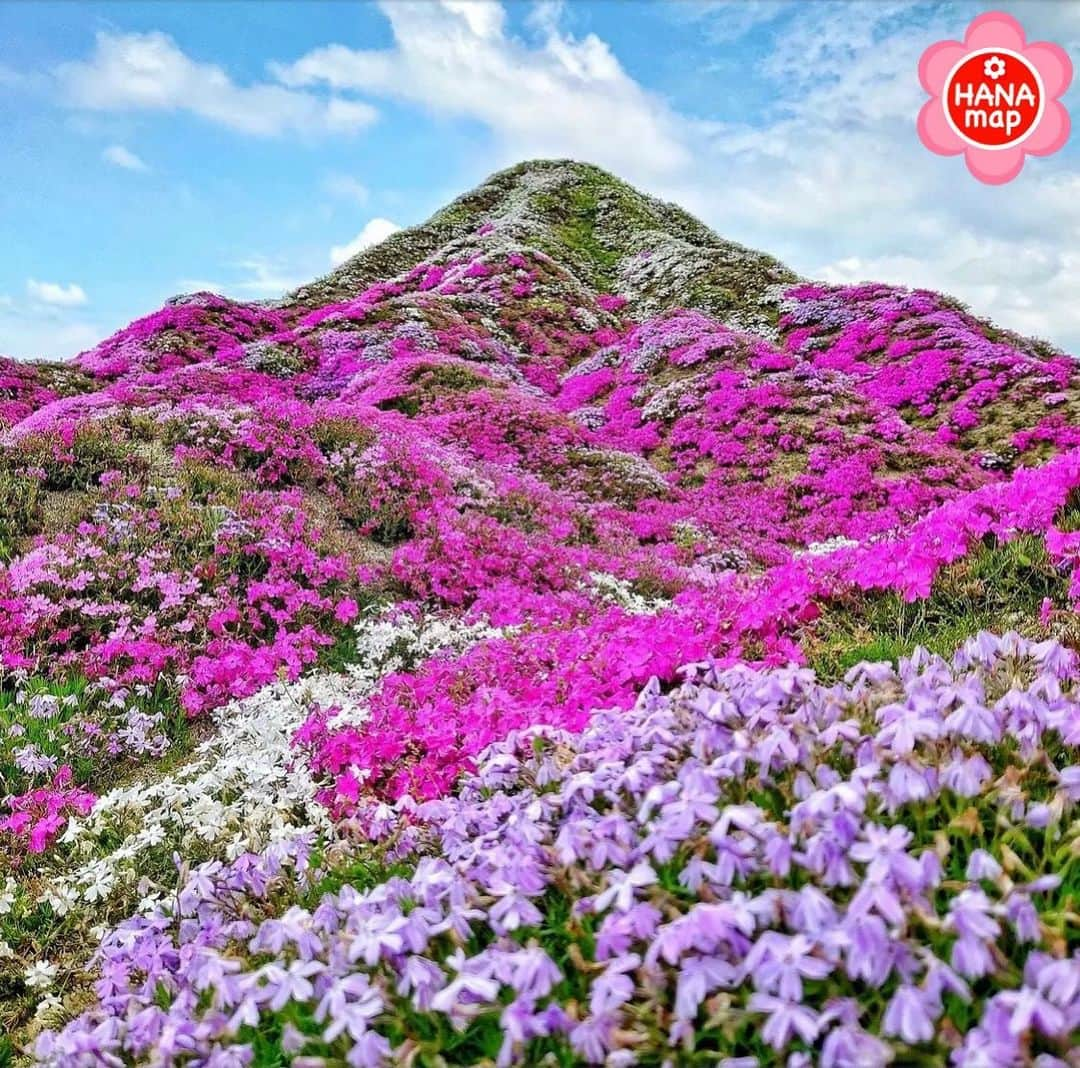 はなまっぷ❁日本の花風景のインスタグラム