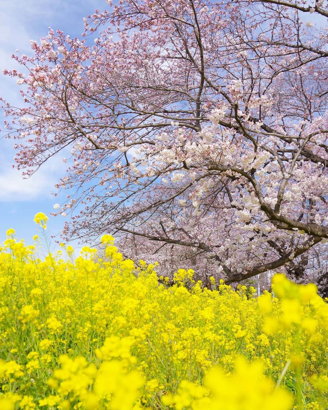 田島知華のインスタグラム：「【Japan🇯🇵Saitama】 先日のCreator's Spaceで密着していただいた日に撮影した一枚🌸 菜の花は満開だけど桜はまだ咲き始め。 風が強い日だったので、ダイナミックに揺れる菜の花を表現したくシャッターを切りました。 Copyright ©︎ TAJIHARU _ #たじはるトリップ #TAJIHARU_japan #クリエイターズスペース #トラベルフォトライター #日本 #埼玉 #熊谷桜堤 #桜 #菜の花 #お花見 #ソメイヨシノ #日本さくら名所100選 #女子旅 #カメラ女子 #japantrip #saitama #cherryblossoms #japanesecherryblossom #rapeblossoms #canola #igersjp #ptk_japan #photo_jpn #wonderful_places #loves_nippon #lovers_nippon #japan_daytime_view #bestjapanpics #awesome_phototrip」