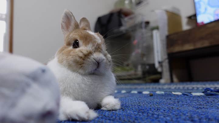 BUNNY?TUNA? さんのインスタグラム写真 - (BUNNY?TUNA? Instagram)「飼い♀投稿📸 ①平和な時間♨️ ちびっ子モンスターお昼寝中😪 ②😳💦💦 ♨️終了のお知らせ  #ネザーランドドワーフ#うさぎ#ふわもこ部#うさぎのしっぽ#ペット#netherlanddwarf#bunnystagram#rabbit#lapin#cutebunny#bunnylove#bunnies#pet#petgram#rabbitstagram#japan#kawaii#weeklyfluff#cutepetclub#instapets#instabunnies#animallovers#兔子#微小的」4月21日 11時11分 - bunny_tuna