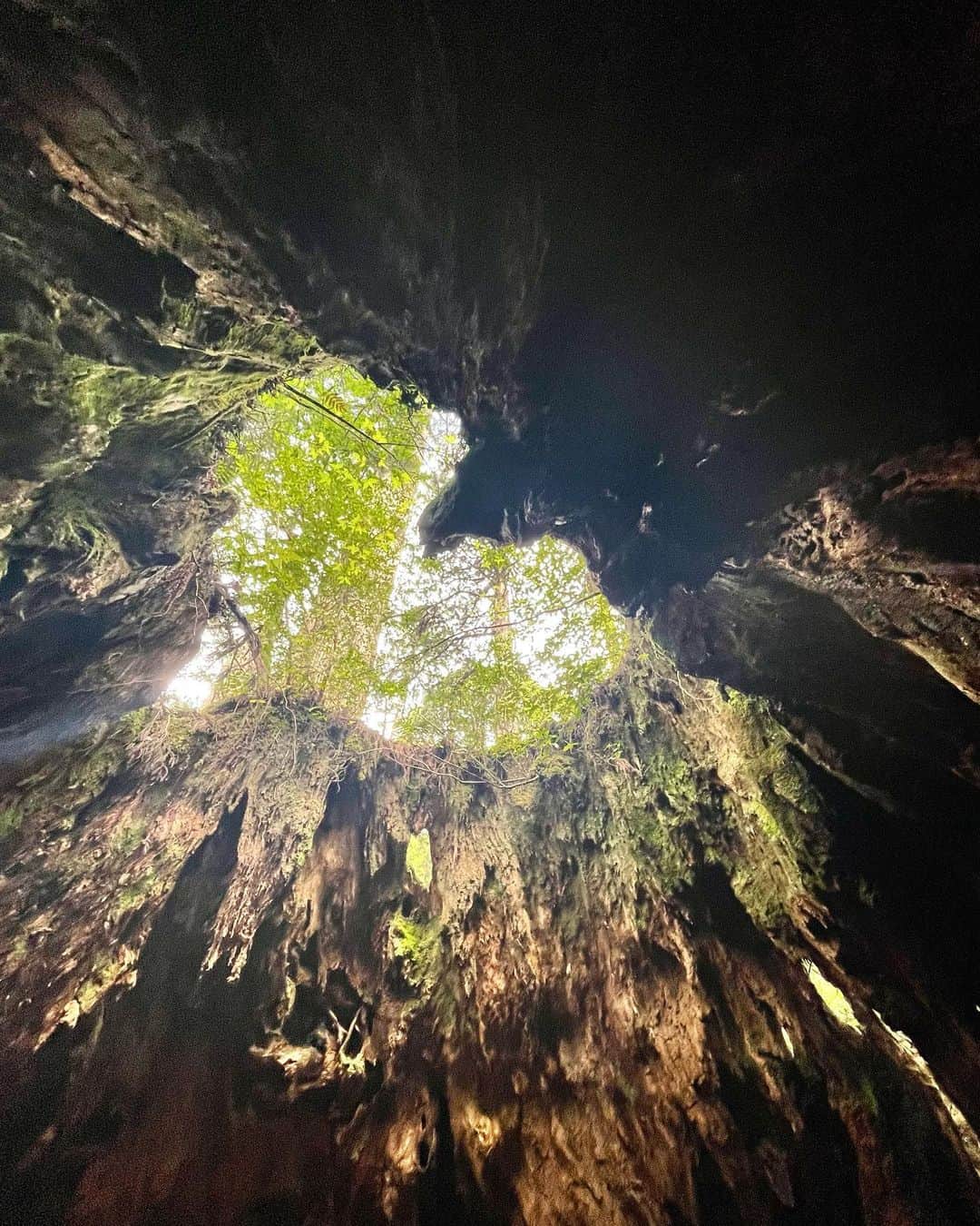 のインスタグラム：「love...🤍  #屋久島 #yakushima #ウィルソン株」