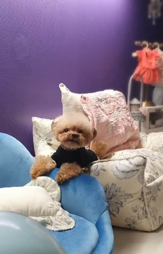 띠비비샤샤루루슈엘のインスタグラム：「나의슈 미치도록 보고싶다...」