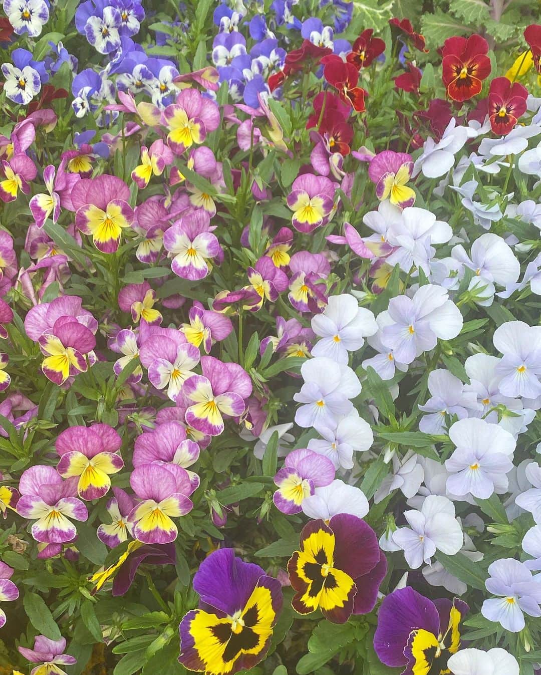 高柳愛実さんのインスタグラム写真 - (高柳愛実Instagram)「🐣 街を歩くと花が綺麗で春っていいなと思う今日この頃です。明日は神宮球場、今夜から雨が降り出すみたいだけどお昼頃には上がってるといいなぁ☺︎☔︎」4月21日 17時08分 - takayanagi_manami