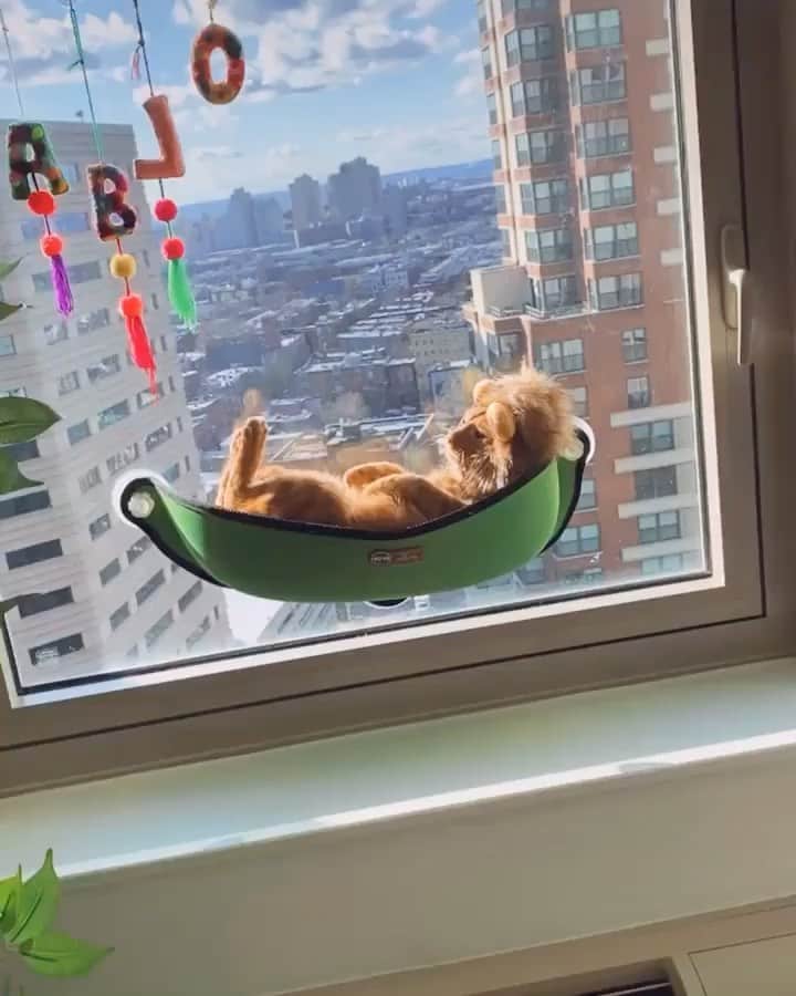 Awesome Wonderful Natureのインスタグラム：「Pablo the lion gets his very own hammock bed! 🦁  Isn’t this the sweetest thing?  ✨@pablothecatch ✨」