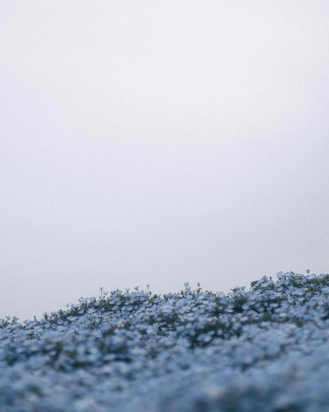 山口功貴さんのインスタグラム写真 - (山口功貴Instagram)「A sea of blue flowers💙 I love the color blue for it’s calmness and how peaceful it feels both is real life and I’m photographs. @lightroom definitely helps me to convey and showcase what I saw and experienced by allowing me to edit to the finest details.   w/ @nao_ik   #LightroomAmbassador #AdobePartner」4月21日 20時06分 - kohki