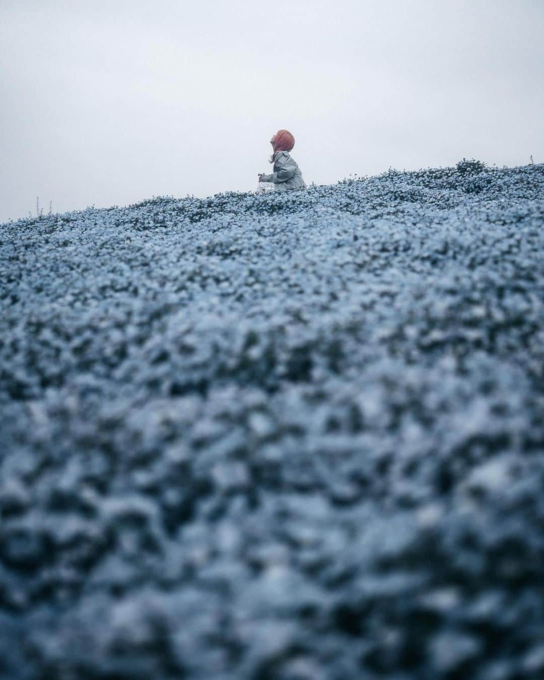 山口功貴さんのインスタグラム写真 - (山口功貴Instagram)「A sea of blue flowers💙 I love the color blue for it’s calmness and how peaceful it feels both is real life and I’m photographs. @lightroom definitely helps me to convey and showcase what I saw and experienced by allowing me to edit to the finest details.   w/ @nao_ik   #LightroomAmbassador #AdobePartner」4月21日 20時06分 - kohki