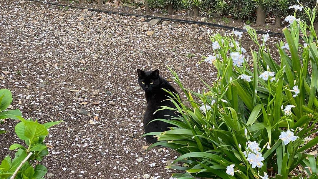 南雲穂波さんのインスタグラム写真 - (南雲穂波Instagram)「桜の時期に撮った癒し動画🌸 脚先の動きとか、たまらんですね〜 はぁぁ🐈‍⬛  桜中継のお天気コーナーが一年で一番と言っていいくらい好きなので、新年度始まってすぐにもう終わっちゃったんだなぁと、仕方ないけど寂しいです🫠  明日は金曜日ですが、#ドデスカ！の特集は#コレクル ではなく#うれテル 🍀  ※動画のみ投稿しようとしたら強制的にリールになってしまったので投稿し直しました  #猫しか勝たん #こっち向いてよ #見返り美猫 #メーテレ #アナウンサー #メーテレアナウンサー #名古屋テレビ #名古屋 #nagoya #南雲穂波」4月21日 20時58分 - honami_nagumo_nbn