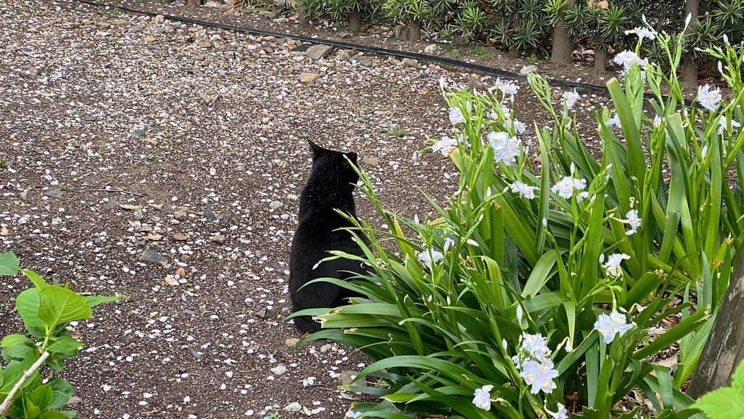 南雲穂波さんのインスタグラム写真 - (南雲穂波Instagram)「桜の時期に撮った癒し動画🌸 脚先の動きとか、たまらんですね〜 はぁぁ🐈‍⬛  桜中継のお天気コーナーが一年で一番と言っていいくらい好きなので、新年度始まってすぐにもう終わっちゃったんだなぁと、仕方ないけど寂しいです🫠  明日は金曜日ですが、#ドデスカ！の特集は#コレクル ではなく#うれテル 🍀  ※動画のみ投稿しようとしたら強制的にリールになってしまったので投稿し直しました  #猫しか勝たん #こっち向いてよ #見返り美猫 #メーテレ #アナウンサー #メーテレアナウンサー #名古屋テレビ #名古屋 #nagoya #南雲穂波」4月21日 20時58分 - honami_nagumo_nbn