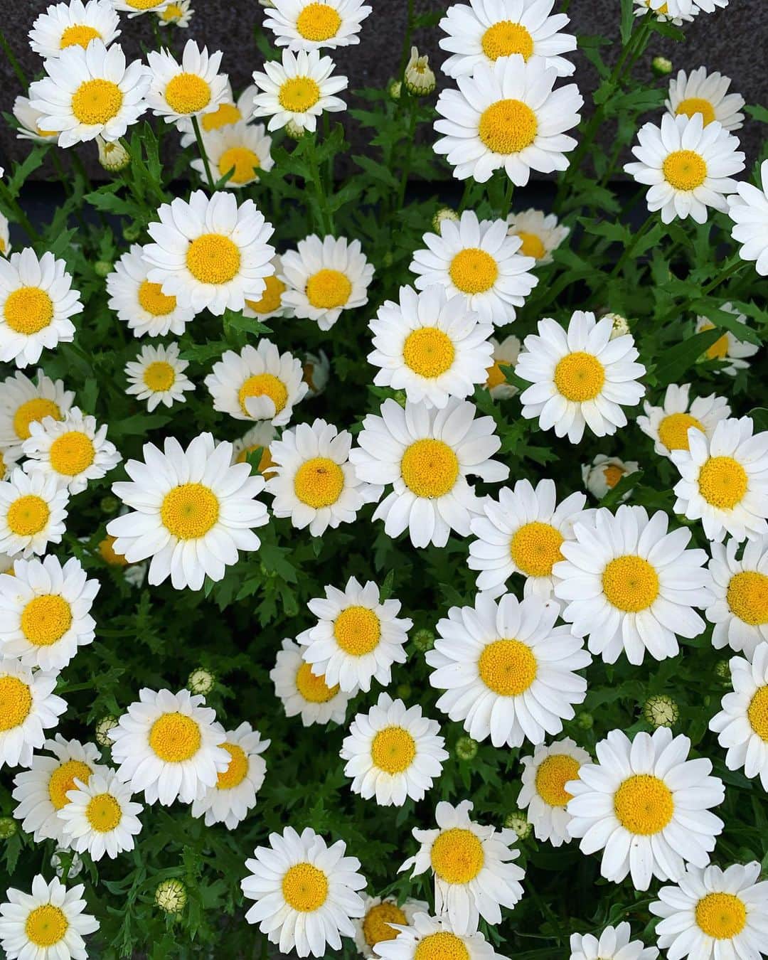 志田友美（ゆうみん）のインスタグラム：「🌼🌼🌼  YouTube爆食いしてるのアップしたので見てみてね🤍🤍  最近の美容事情..🌿  安定のパリジェンヌはchrissieにて♡  きーれーいにあがってくれるから月一欠かせないです🥲🫶🏽✨  ヘアーは、 さらっさらの髪にしてくれた @akiyamasensei_aid 💇‍♀️   髪質改善始めようと思う🫣🤍  髪から綺麗に✨  いつもありがとうございます🌼  #美容day #パリジェンヌ #髪質改善」