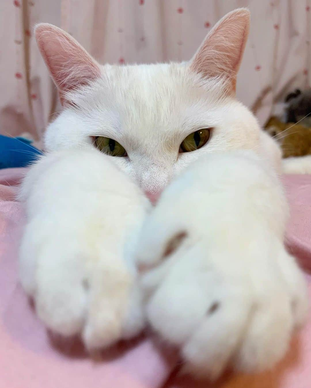 田中めいのインスタグラム：「👀🐾」