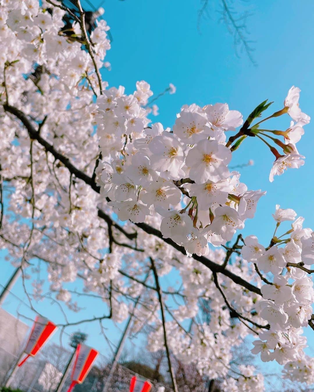 のインスタグラム：「桜恋しい😌🌸 今から北の方行ったらまだ見られるかなー？？ ⁡ ⁡ #桜 #sakura #🌸」