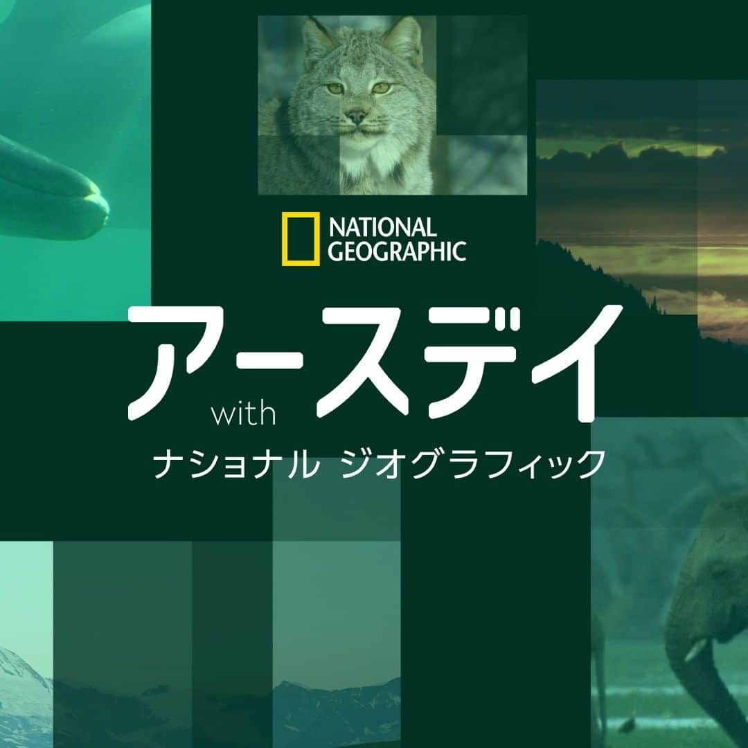 ナショナル ジオグラフィック TV (JP)のインスタグラム：「4月22日(金)は #アースデイ 🌎  #ナショジオ では、地球と生き物の大切さなどを紹介したドキュメンタリー番組の数々を28時間に渡ってお届けする特集「アースデイ with ナショナル ジオグラフィック」を4月21日(木)20時よりお届けしています。」