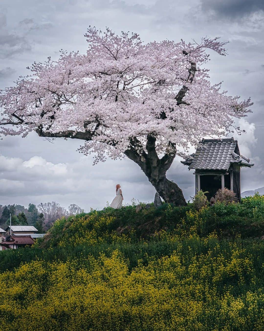 deepskyさんのインスタグラム写真 - (deepskyInstagram)「Sakura pack 2022 . I've been to several prefectures to chase full-bloomed cherry bloosom. let me share some of them ！  今年もいろんな所に桜を見に行きました。 是非見ていただけると嬉しいです！  1 Hyogo  2 Fukushima  3 Hyogo 4 Shiga  5 Wakayama 6 Hyogo 7 Fukushima  8 Fukushima  9 Kyoto  10 Kyoto   . . .  #sakura #桜 #japan #cherryblossom . . . #bbctravel #lonelyplanet #voyaged #stayandwonder  #awesomephotographers #complexphotos  #sonyalpha #bealpha  #earth #earthfocus #discoverearth #thegreatplanet #nature  #earthofficial #roamtheplanet  #tlpicks #earthbestshots #lovetheworld  #visitjapan  #japantrip #japantravel #wonderful_places  #beautifuldestinations #hopebeast」4月21日 22時04分 - _deepsky