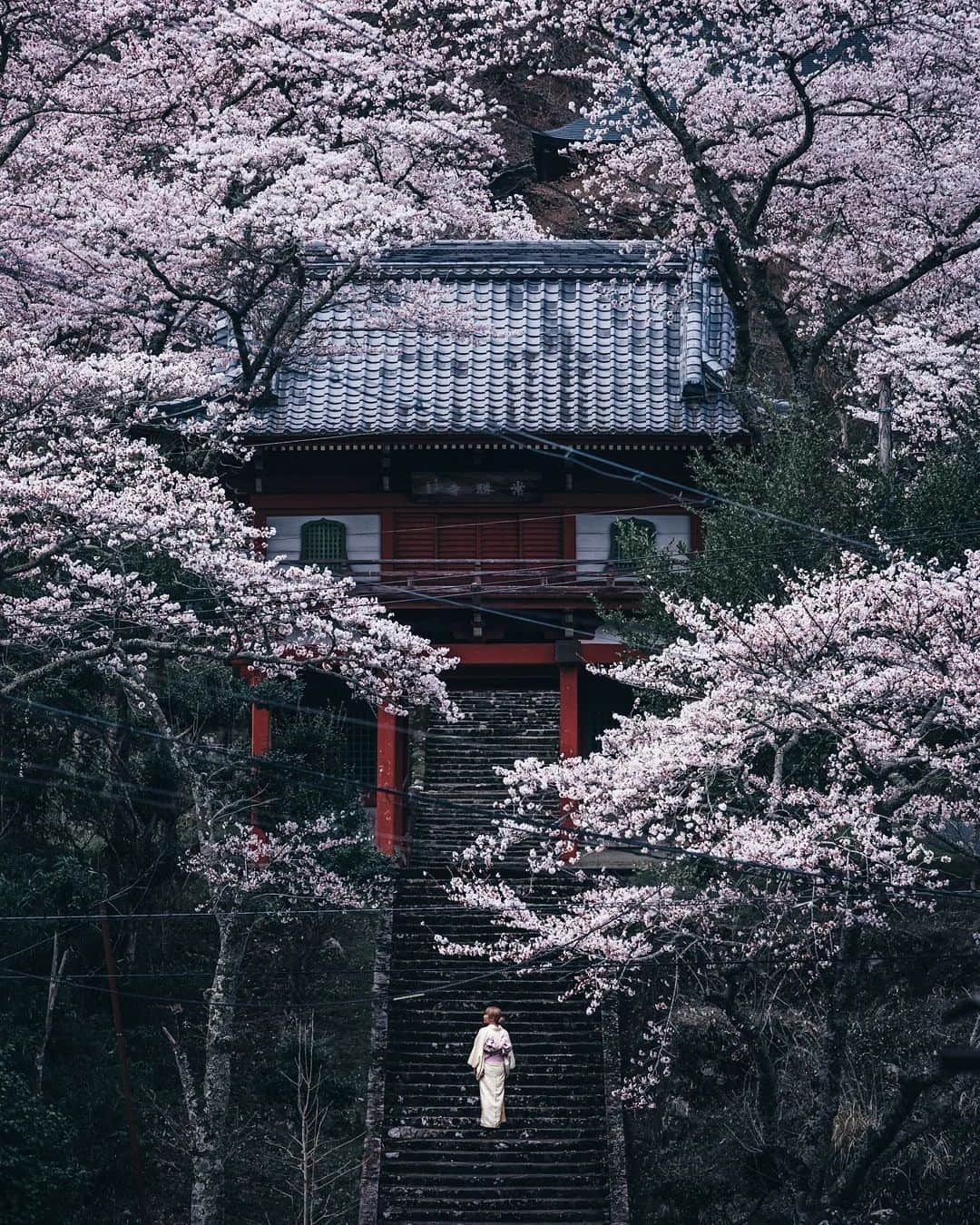 deepskyさんのインスタグラム写真 - (deepskyInstagram)「Sakura pack 2022 . I've been to several prefectures to chase full-bloomed cherry bloosom. let me share some of them ！  今年もいろんな所に桜を見に行きました。 是非見ていただけると嬉しいです！  1 Hyogo  2 Fukushima  3 Hyogo 4 Shiga  5 Wakayama 6 Hyogo 7 Fukushima  8 Fukushima  9 Kyoto  10 Kyoto   . . .  #sakura #桜 #japan #cherryblossom . . . #bbctravel #lonelyplanet #voyaged #stayandwonder  #awesomephotographers #complexphotos  #sonyalpha #bealpha  #earth #earthfocus #discoverearth #thegreatplanet #nature  #earthofficial #roamtheplanet  #tlpicks #earthbestshots #lovetheworld  #visitjapan  #japantrip #japantravel #wonderful_places  #beautifuldestinations #hopebeast」4月21日 22時04分 - _deepsky