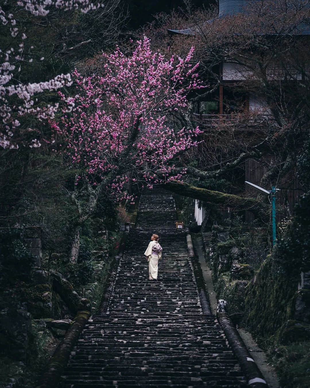deepskyのインスタグラム：「Sakura pack 2022 . I've been to several prefectures to chase full-bloomed cherry bloosom. let me share some of them ！  今年もいろんな所に桜を見に行きました。 是非見ていただけると嬉しいです！  1 Hyogo  2 Fukushima  3 Hyogo 4 Shiga  5 Wakayama 6 Hyogo 7 Fukushima  8 Fukushima  9 Kyoto  10 Kyoto   . . .  #sakura #桜 #japan #cherryblossom . . . #bbctravel #lonelyplanet #voyaged #stayandwonder  #awesomephotographers #complexphotos  #sonyalpha #bealpha  #earth #earthfocus #discoverearth #thegreatplanet #nature  #earthofficial #roamtheplanet  #tlpicks #earthbestshots #lovetheworld  #visitjapan  #japantrip #japantravel #wonderful_places  #beautifuldestinations #hopebeast」