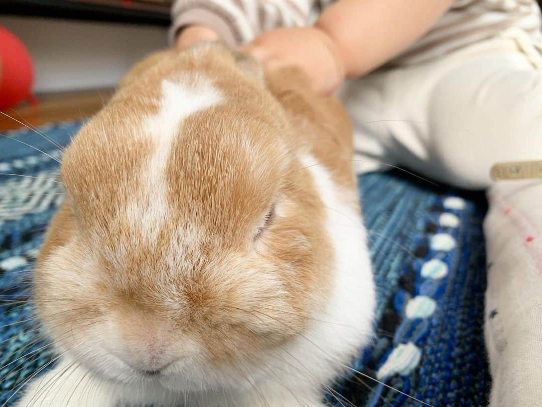 BUNNY?TUNA? さんのインスタグラム写真 - (BUNNY?TUNA? Instagram)「飼い主♀📸 末っ子👧🏻による日頃の感謝を込めて🐰マッサージ😂 妹のために耐えてくれている😅💦ありがとう🐰✨  #こねこね #ネザーランドドワーフ#うさぎ#ふわもこ部#うさぎのしっぽ#ペット#netherlanddwarf#bunnystagram#rabbit#lapin#cutebunny#bunnylove#bunnies#pet#petgram#rabbitstagram#japan#kawaii#weeklyfluff#cutepetclub#instapets#instabunnies#animallovers#兔子#微小的」4月22日 12時55分 - bunny_tuna