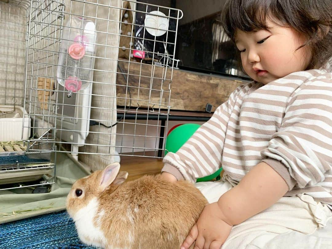 BUNNY?TUNA? のインスタグラム：「飼い主♀📸 末っ子👧🏻による日頃の感謝を込めて🐰マッサージ😂 妹のために耐えてくれている😅💦ありがとう🐰✨  #こねこね #ネザーランドドワーフ#うさぎ#ふわもこ部#うさぎのしっぽ#ペット#netherlanddwarf#bunnystagram#rabbit#lapin#cutebunny#bunnylove#bunnies#pet#petgram#rabbitstagram#japan#kawaii#weeklyfluff#cutepetclub#instapets#instabunnies#animallovers#兔子#微小的」