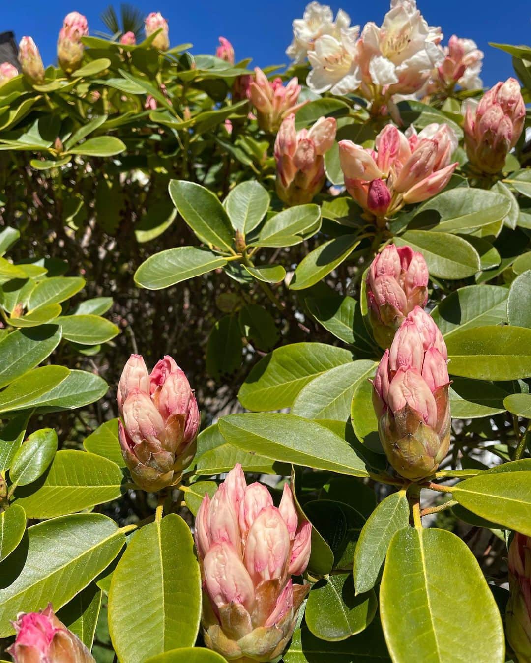 光浦靖子のインスタグラム：「花が綺麗すぎる。 Stunning flowers」