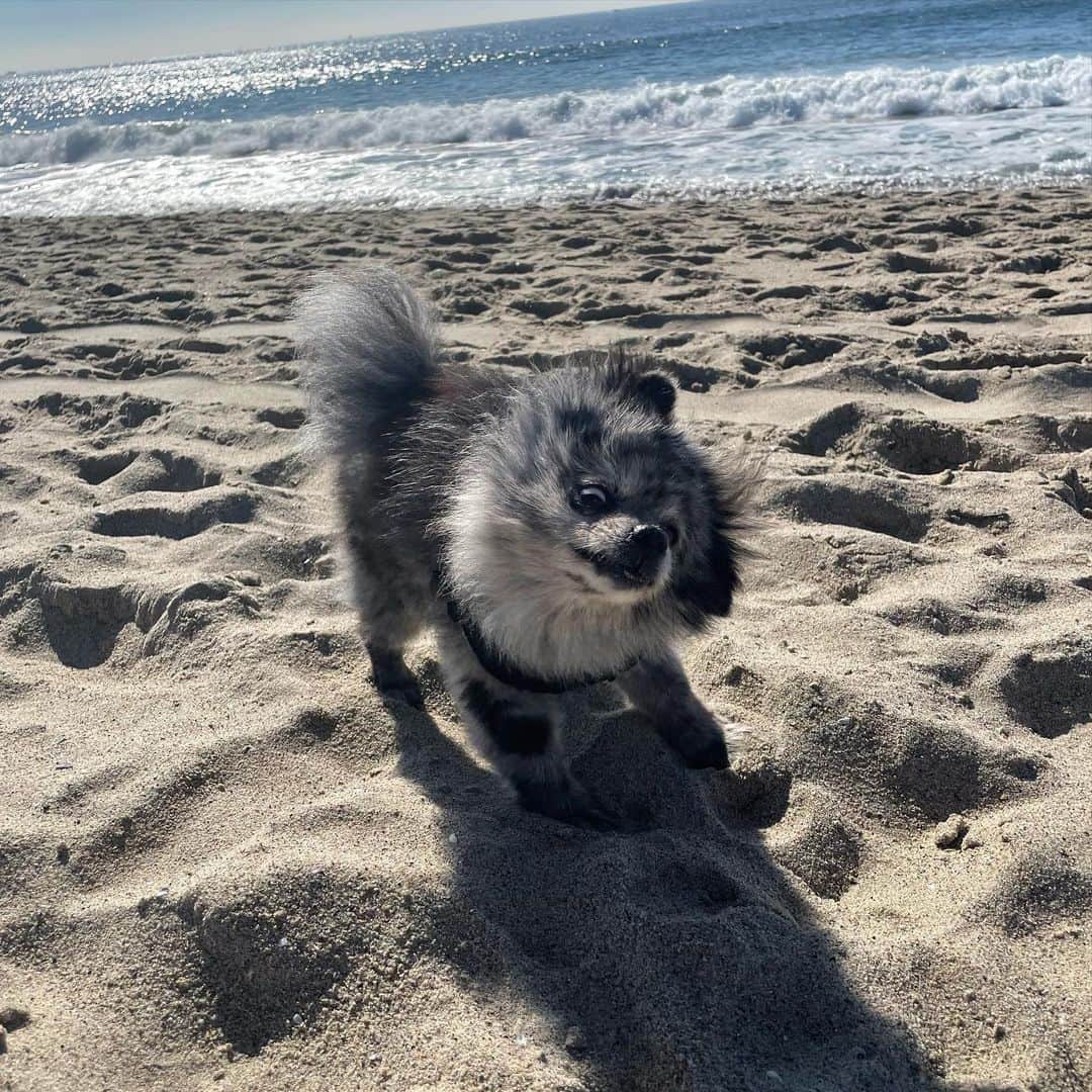 ジェシカ・ストループのインスタグラム：「Happy 13th to my silly little Willow. Every day when I look across the room and catch her staring at me I go over with a kiss and tell her she’s my best girl. There is no love like it.」