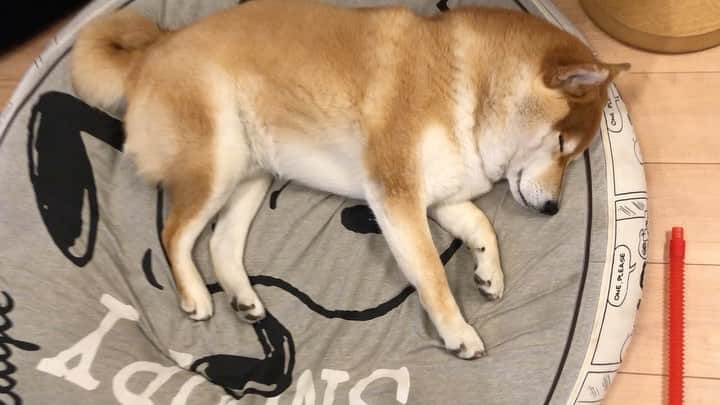 舞名里音のインスタグラム：「🦊 おはようございます。 今日はいいお天気です。 嬉しい(о´∀`о) こちらは昨夜の じゃじゃまるです。 春になったけど まだモコモコじゃじゃです。  #goodmorning #昨夜のじゃじゃ #しばいぬ #柴犬 #じゃじゃまる #お兄ちゃん #もこもこ #春ですよ #いぬのいる暮らし #いぬのきもち #今日も素敵な一日を」