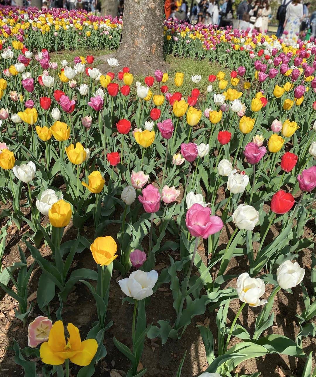 のインスタグラム：「集合体恐怖症の人ごめんなさいや 🌷 ミャンマーのイベントがやってて、人がたくさんいた 　  　    #hkig  #hongkong #HK #一時帰国 #帰国  #香港  #海外生活  #日本人  #香港生活 #香港日本人 #香港在住  #香港在住日本人」