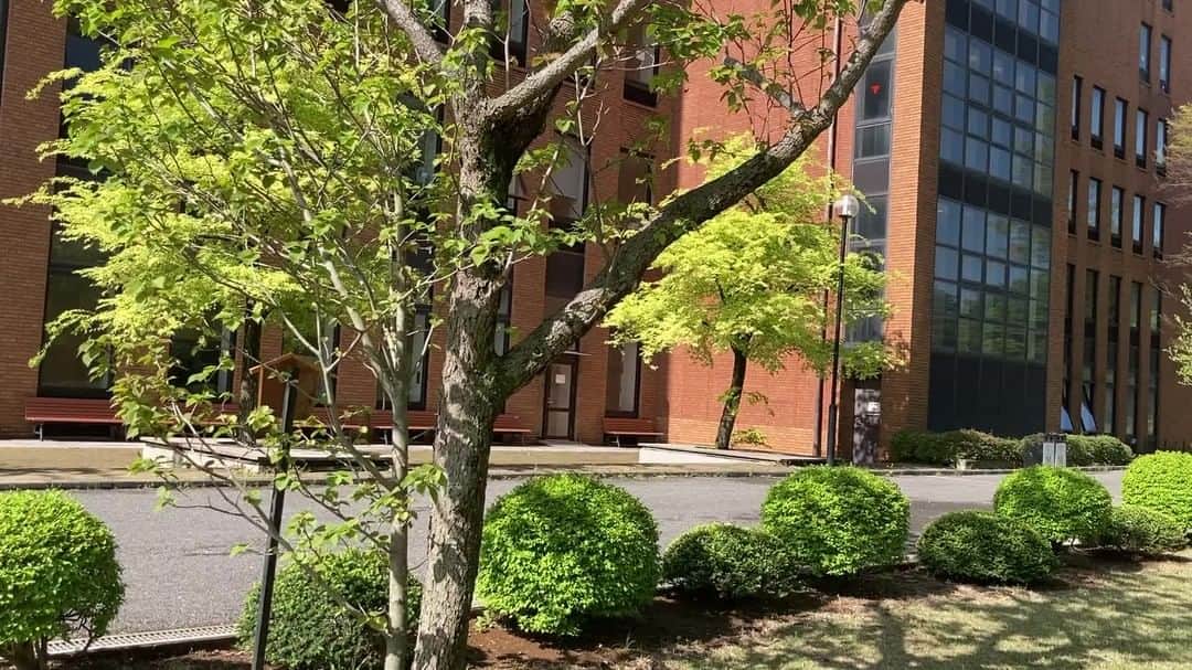 公益財団法人モラロジー研究所のインスタグラム：「【本日の柏キャンパス　4月22日】 麗澤大学の「かえで」校舎脇にあるハンカチの木。 本当にハンカチのように風でヒラヒラ揺れてます！  キャンパスの四季はこちら http://bit.ly/3LdPFwe  #柏市 #ハンカチの木 #花の名所 #癒しスポット #隠れ家 #麗澤大学」