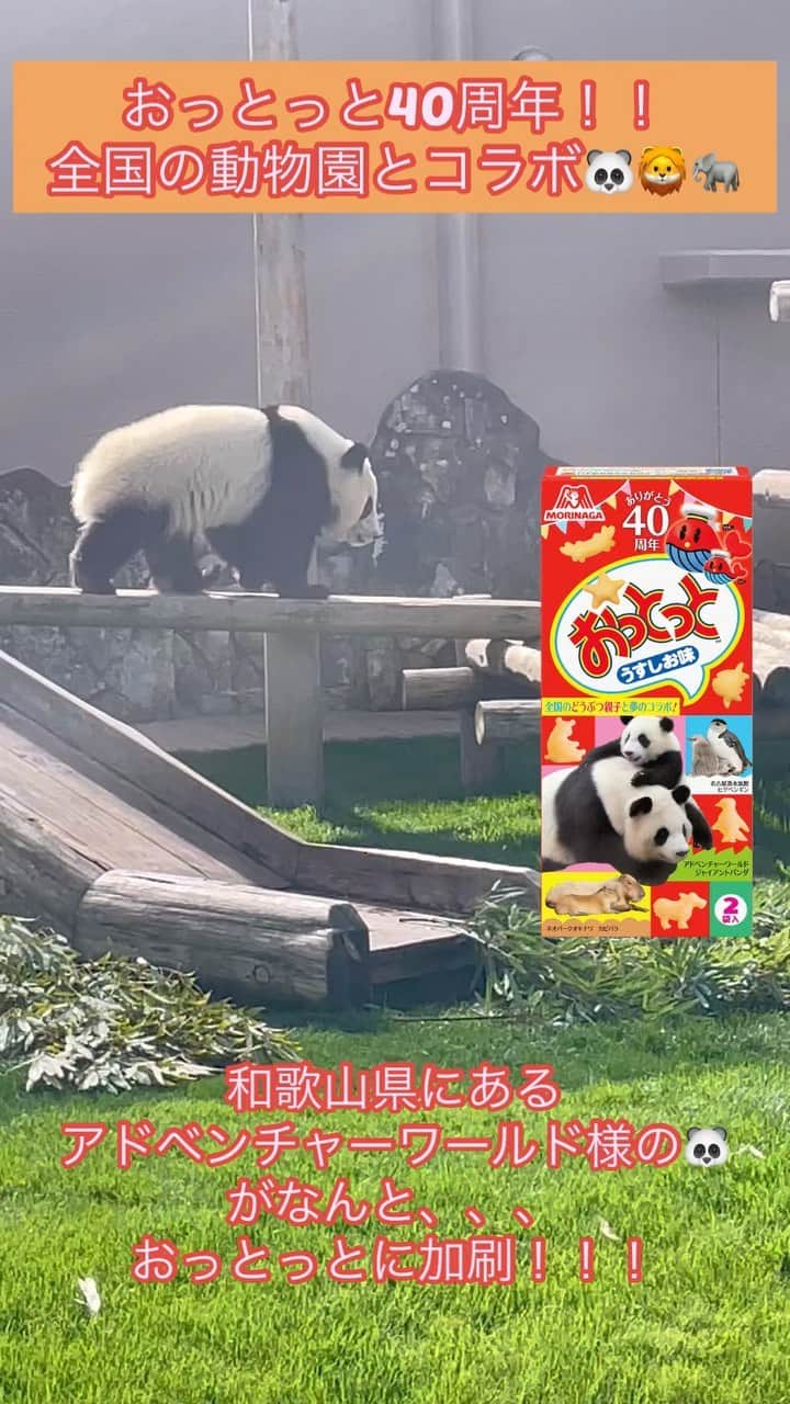 森永製菓　関西公式のインスタグラム：「おっとっと40周年を記念して、 全国の動物園とコラボしてんで！！ パッケージに🐼🐘たちが加刷されててかわいすぎやろ！！  なんと今回、 実際に会ってきた 和歌山県にある アドベンチャーワールド様の楓浜も 加刷されてるねん！！  毎月第４日曜日には、 おっとっとを持ってコラボの動物園に遊びに行くと景品がもらえるキャンペーンも実施！！先着100名限定やで。（※動画内では第３日曜日とありますが誤りです。第４日曜日が対象日です）  パンダのこともいろいろ教えてもらったで🐼 一個紹介すると、パンダってビスケットも食べるらしい？！🍪  さらに！！！ アドベンチャーワールド様では、4/29〜5/5のGW期間は夜8時まで営業してるんやって！！ 夜の動物たちを見られるなんてワクワクするな～！  てなことで、 おっとっとをもって🐼に会いにきてな〜！！！  #関西Mくん#森永製菓関西公式#森永製菓#森永#おっとっと#40周年#とと丸#アドベンチャーワールド#和歌山#南紀白浜#白浜#楓浜#良浜#パンダ#🐼#panda#大熊猫#パンダ好きな人と繋がりたい#ゴールデンウィーク#GW」