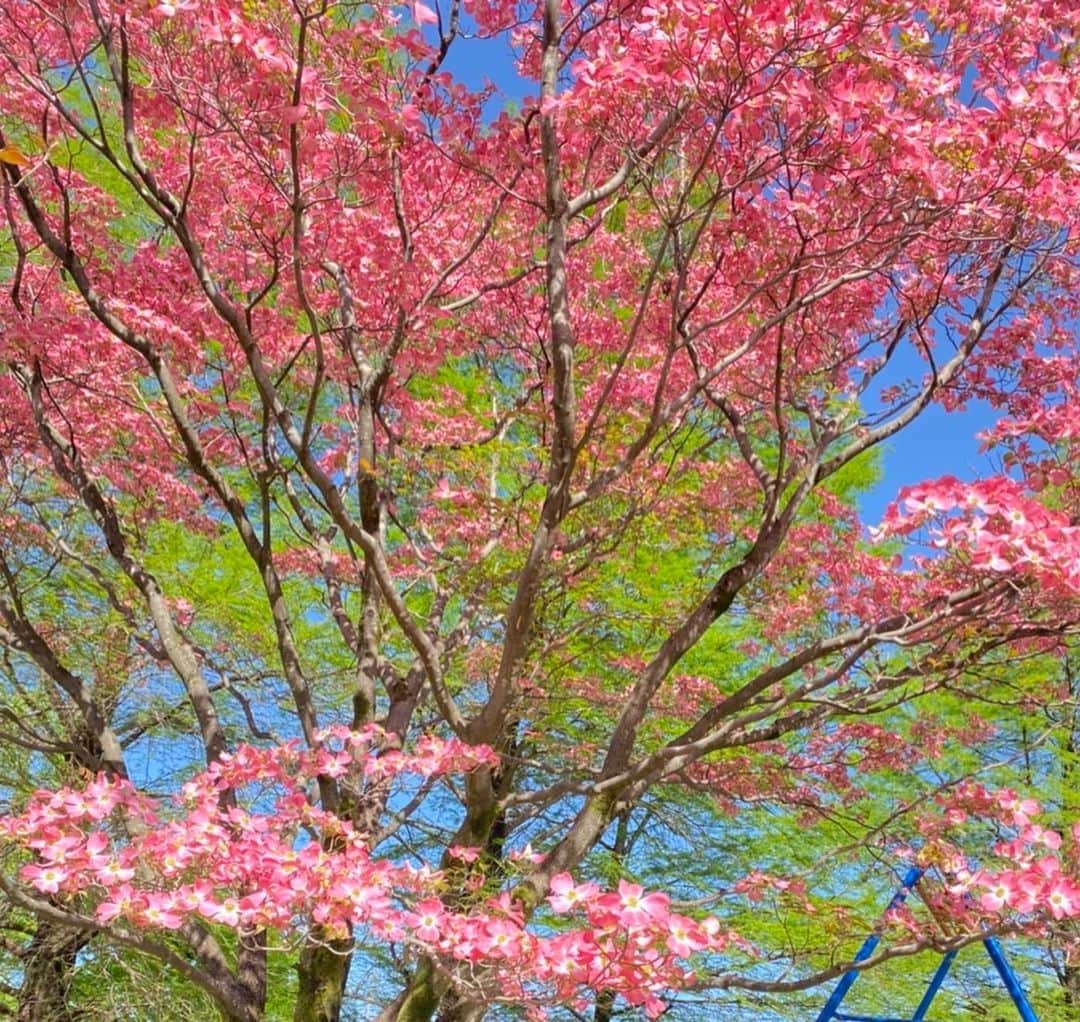 田中悦子さんのインスタグラム写真 - (田中悦子Instagram)「息子とお散歩中に 息子が撮った写真🤳  センスあるんじゃない？😘 と親バカが言ってます笑  いいね👍下さい笑  こういう写真はほんと癒されます☺️  #ハナミズキ #桜の花びらの絨毯 #ピンクの花びら #新緑 #息子が撮影 #息子ラブ #親バカ部 #もうすぐ二十歳なのに」4月22日 11時00分 - etsuko.reborn25
