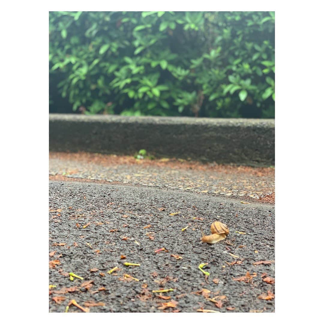 のインスタグラム：「雨上がり でんでん虫が渡りゆく遊歩道にて空を見上げる #かたつむり #雨上がり #私の速度 #見つけた瞬間ぬぁって声を出してしまった  Take your time. You can go at your pace. Take time. I can go at my pace too.」