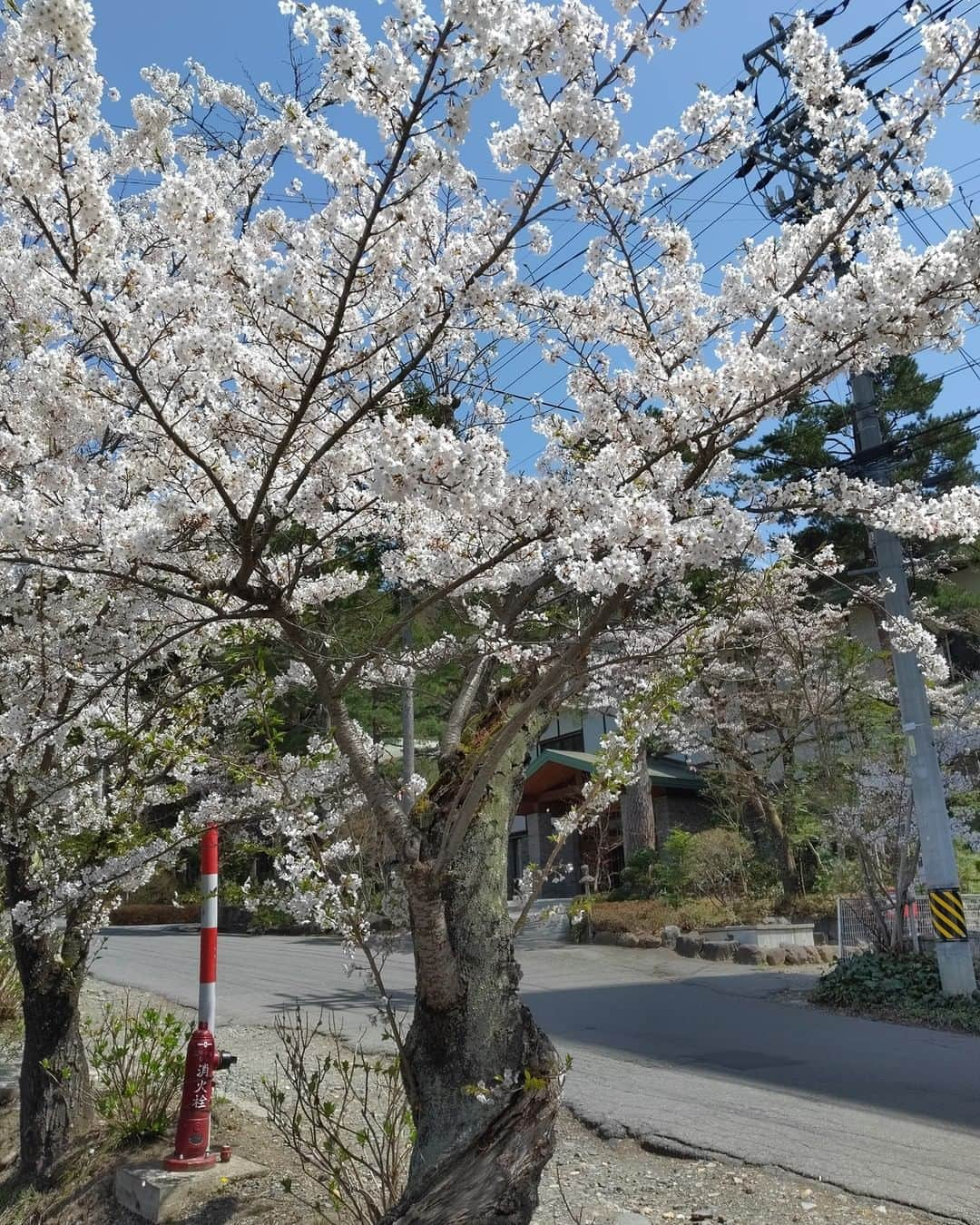 上林ホテル仙壽閣のインスタグラム：「本日の🌸開花情報です。満開を迎えました、夕焼けの桜も綺麗でした😆散るのも早そうですが、数日楽しめそうです！」