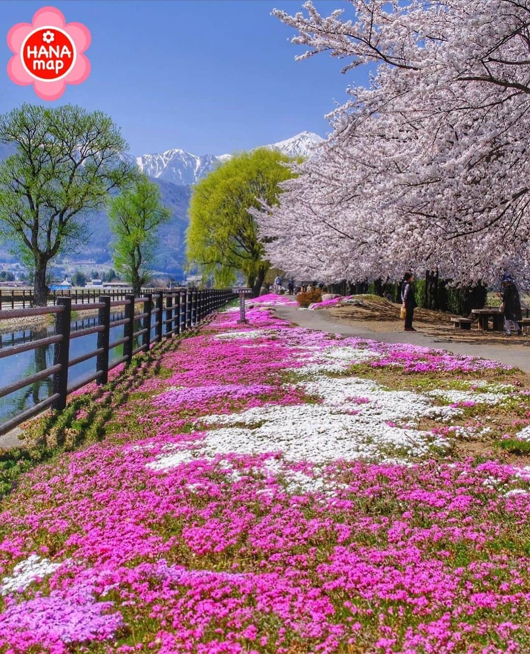 はなまっぷ❁日本の花風景のインスタグラム