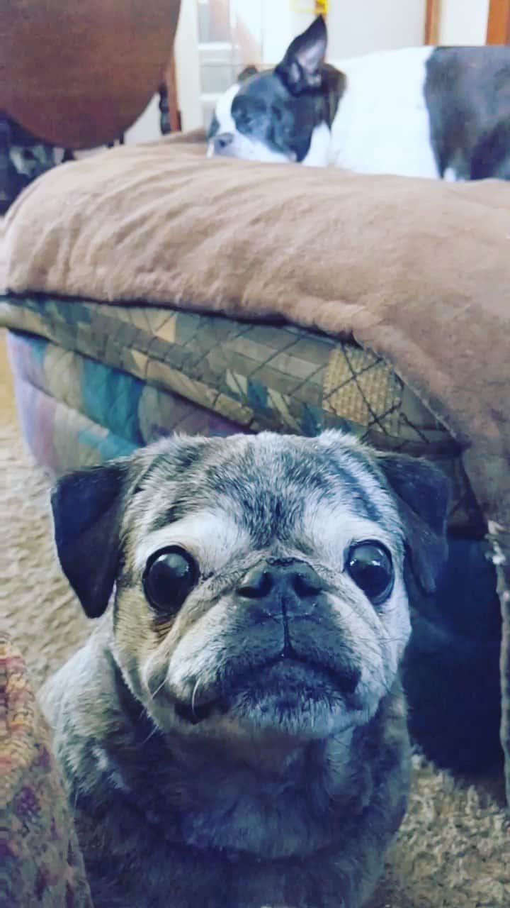 pugsofinstagramのインスタグラム：「Does your pug talk too?? Please follow @the_puggamuggas_crew !」