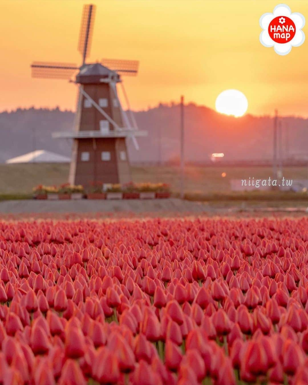 はなまっぷ❁日本の花風景のインスタグラム