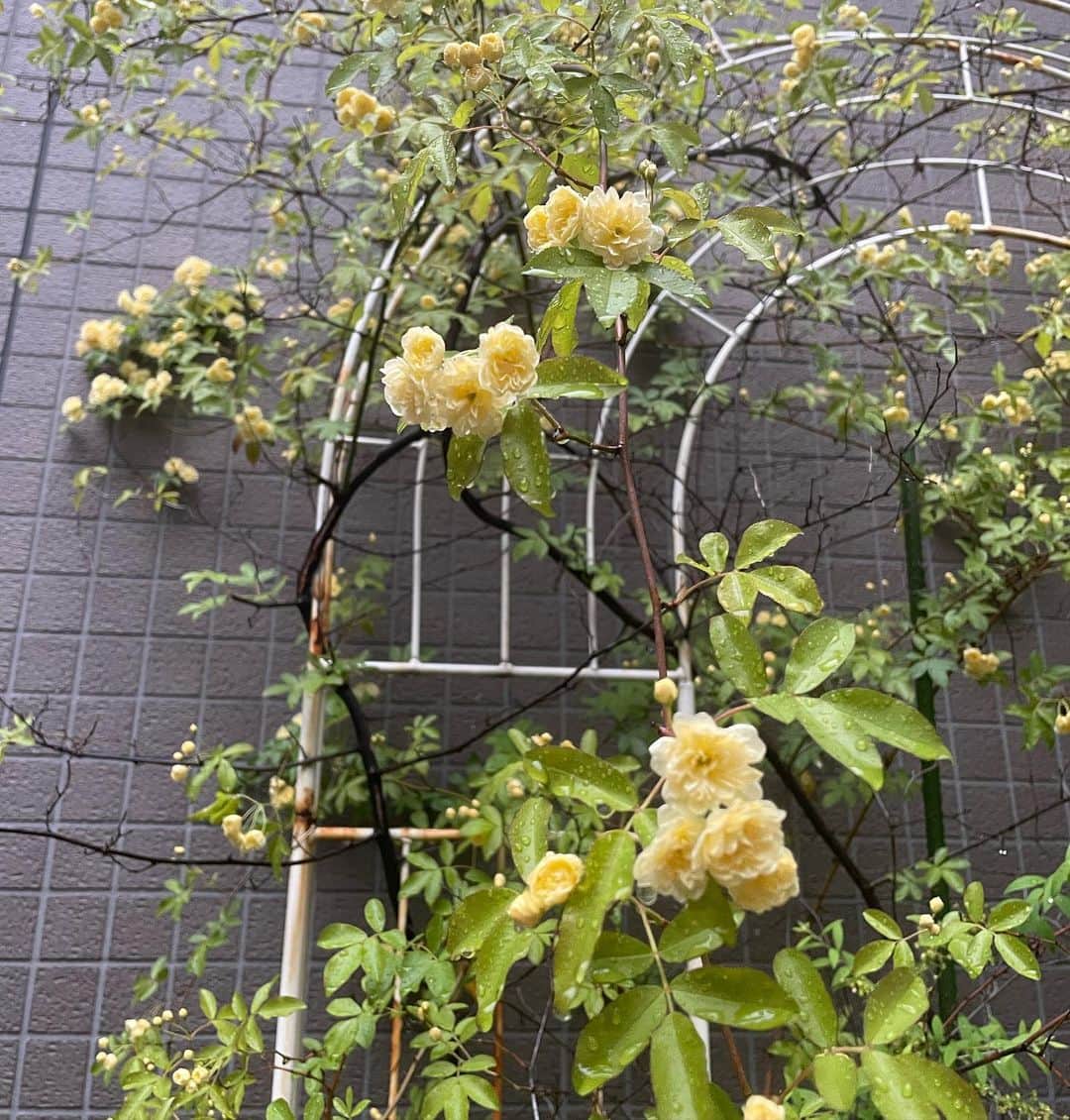 雨宮朋絵のインスタグラム：「雨上がりのモッコウバラ  #キモッコウ」