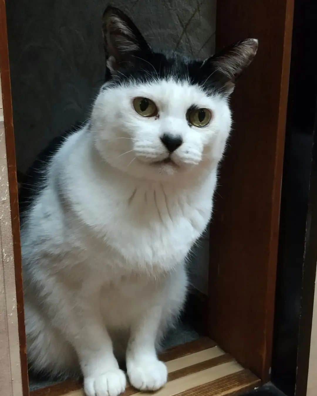 アトムとノエルのインスタグラム：「扉の隙間からアトム。  #猫#cat」